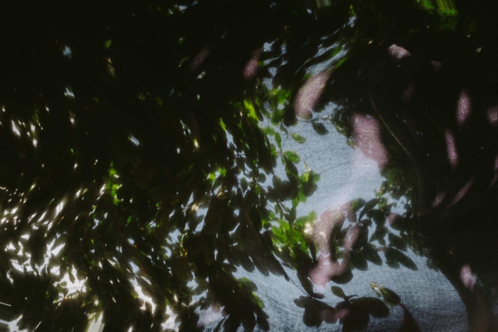 Analog photograph of backlit leaves in warm light